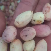 پسته تازه عباسعلی دامغان