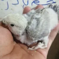 طوطی برزیلی جوجه مرغ عشق