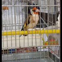سهره