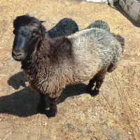 بره قوچ چاق