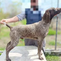 واگذاری سگ شکاری اصیل