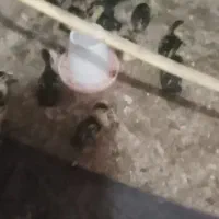 جوجه اردک خارجی