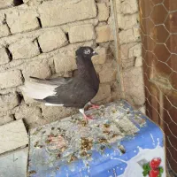 کبوتر ماده دم سفید