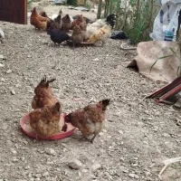 تخم نطفه دار مرغ گلپایگان