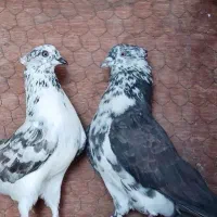کبوتر قاره کاکلی پرشی ناب کاشان