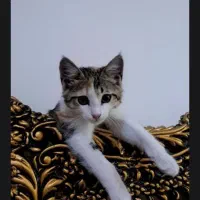 واگذاری گربه