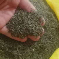 زیره کوهی خوش عطربو درگز