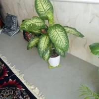 گل دیفن