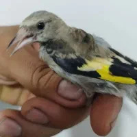 جوجه سهره درشت وکشیده