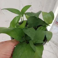 فروش گلدان پتوس