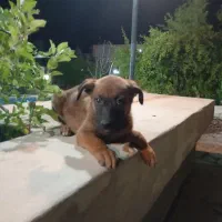 توله سگ مالینویز نر