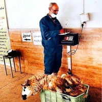 تازه کشتار عرضه گوسفند بره زنده
