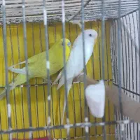 پرنده مرغ عشق