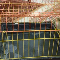 خرگوش|موش و خرگوش|رشت, باهنر|دیوار