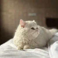 گربه پرشین نر جهت جفت گیری