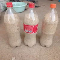 سلام بذر درج یک