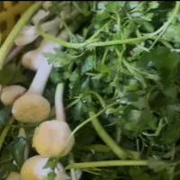 سبزی تمیز پاک شده خوردشده قیمت استثنایی کیلویی 59