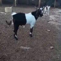 بز نر