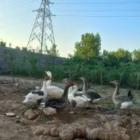 غاز اوکراینی