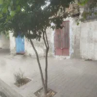 مغاز انجیراب1