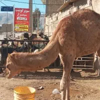 گوسفند زنده و گوشتی بره و کهره شهرک صنعتی