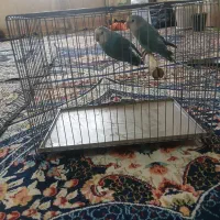 پرنده کوتوله