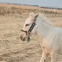 الاغ ماده 2ساله