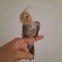 جوجه عروس هلندی دستی