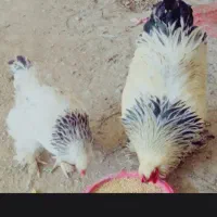 برهما رومانی