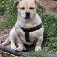 سگ پا کوتاه