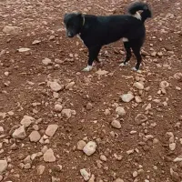 سگ حتما خبری بدید
