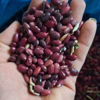 لوبیا|خوردنی و آشامیدنی|یاسوج, |دیوار