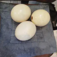 پوکه تخم شتر مرغ
