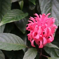 گل جاستیسیا کارنیا (Justicia Carnea) غنچه دار