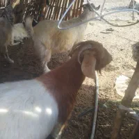 بزچاق