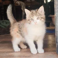 واگزاری رایگان بچه گربه ۵ ماهه ماده