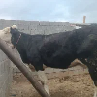 سمنتال 5ماه ابستن