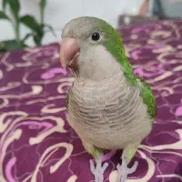 سرخس طوطی راهب
