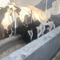 گوساله پاک