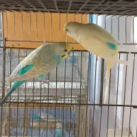 فروش ده جفت مرغ عشق از همه رنگ معاوضه با گرینچیک