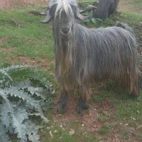دوبور تخمی