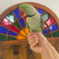 شاه طوطی نر بالغ « چلوندنی و سخنگو»