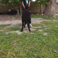 بره نر