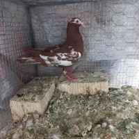 کبوتر یا کفتر میولمنز سرخ ماده