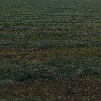 فروش یونجه خالص