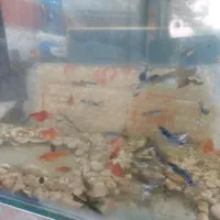 اکفاریو م با ماهی