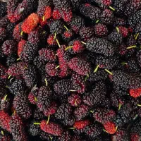 مربای شاه توت