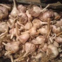 سیر