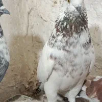 کبوتر پرشی