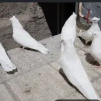 کبوتر سفید طوقی گم شده